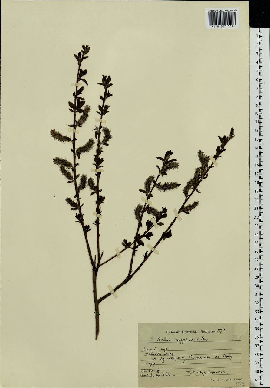 Salix myrsinifolia, Eastern Europe, Moscow region (E4a) (Russia)