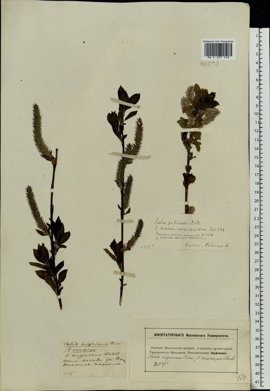 Salix myrsinifolia, Eastern Europe, Moscow region (E4a) (Russia)