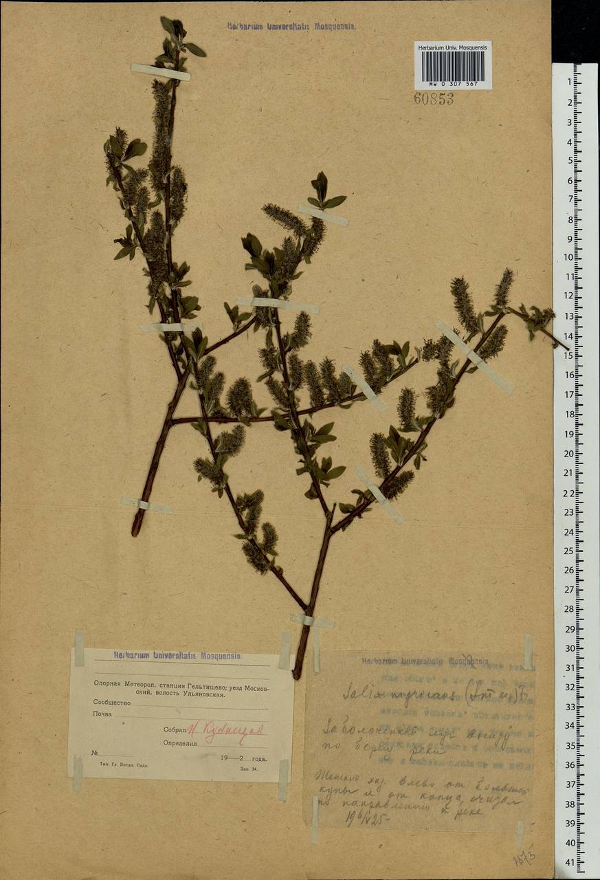 Salix myrsinifolia Salisb., Eastern Europe, Moscow region (E4a) (Russia)