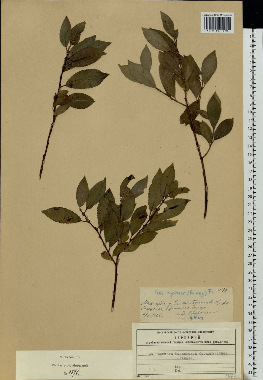 Salix myrsinifolia Salisb., Eastern Europe, Moscow region (E4a) (Russia)