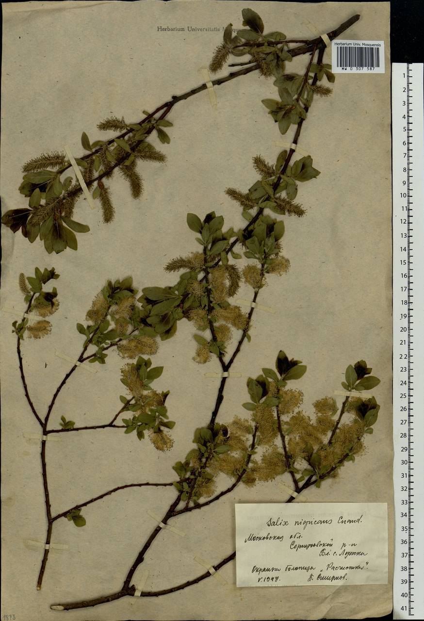Salix myrsinifolia Salisb., Eastern Europe, Moscow region (E4a) (Russia)