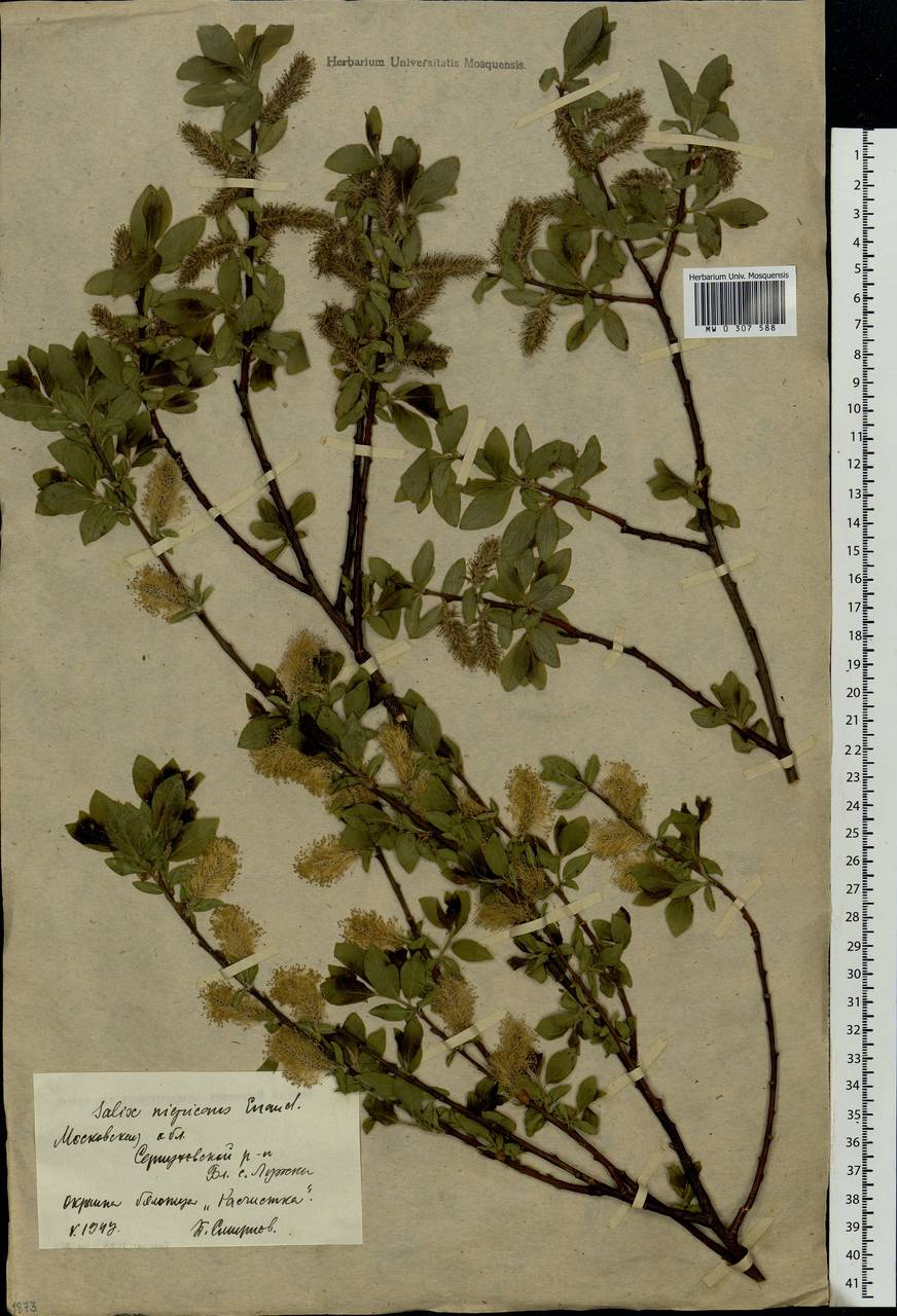 Salix myrsinifolia Salisb., Eastern Europe, Moscow region (E4a) (Russia)