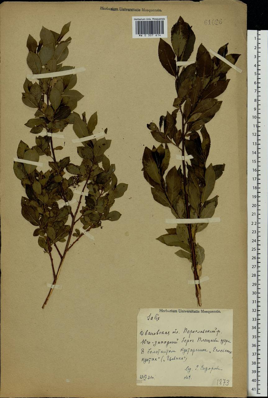 Salix myrsinifolia Salisb., Eastern Europe, Central forest region (E5) (Russia)