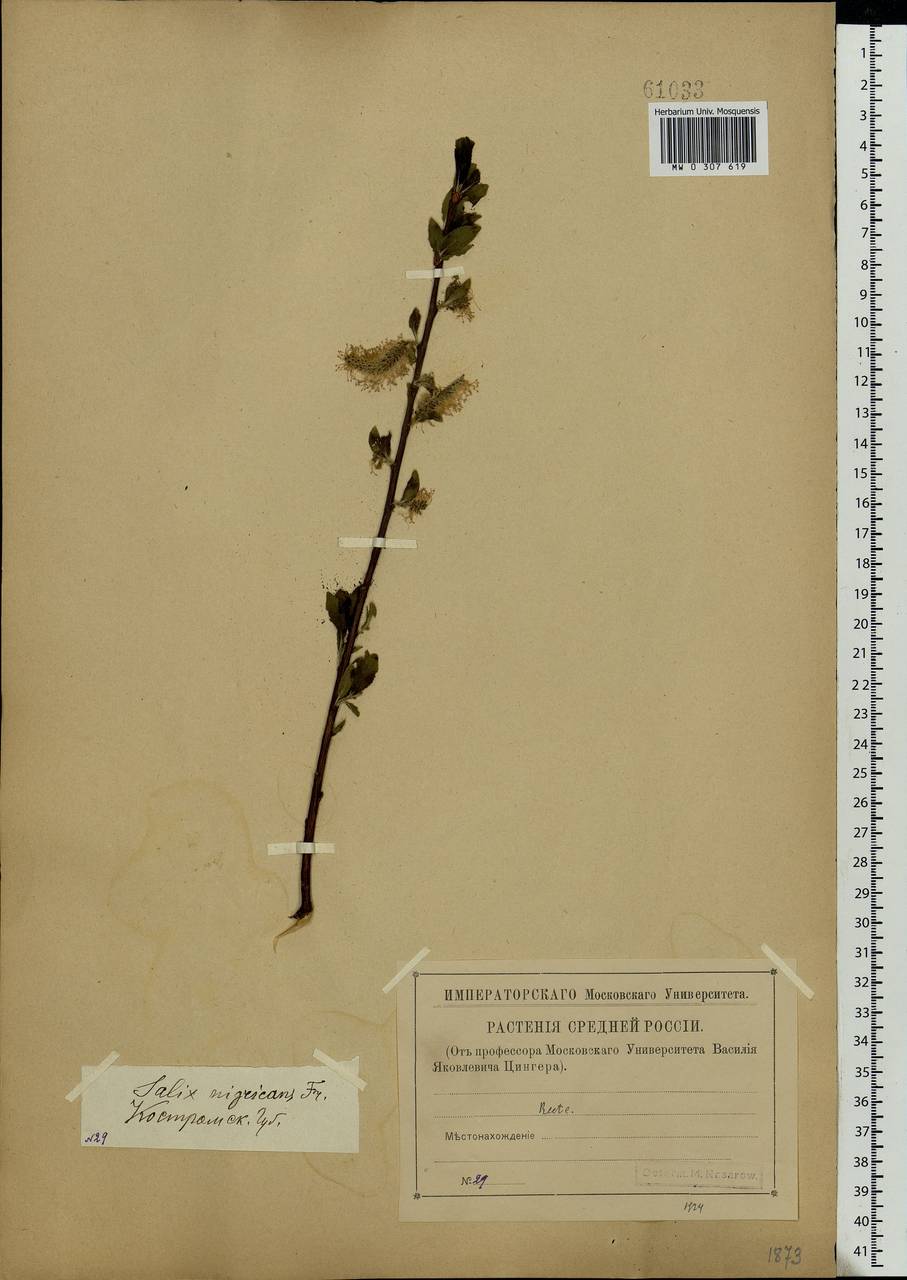 Salix myrsinifolia, Eastern Europe, Central forest region (E5) (Russia)