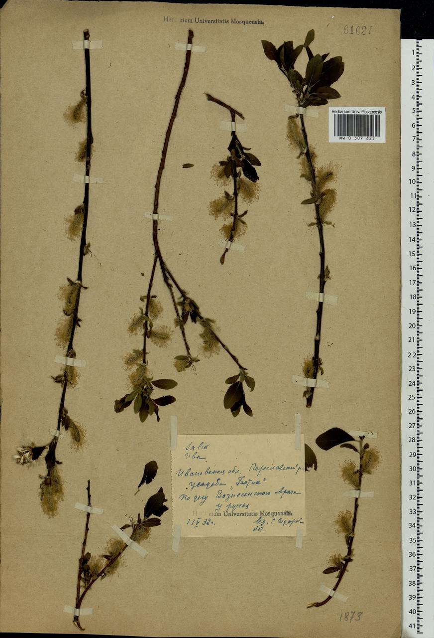 Salix myrsinifolia Salisb., Eastern Europe, Central forest region (E5) (Russia)