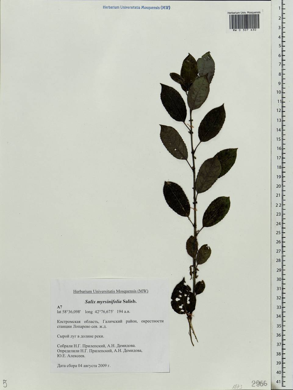 Salix myrsinifolia, Eastern Europe, Central forest region (E5) (Russia)