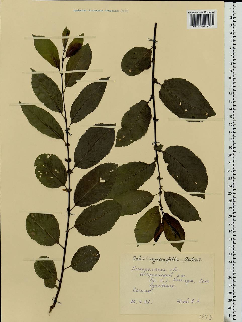 Salix myrsinifolia Salisb., Eastern Europe, Central forest region (E5) (Russia)