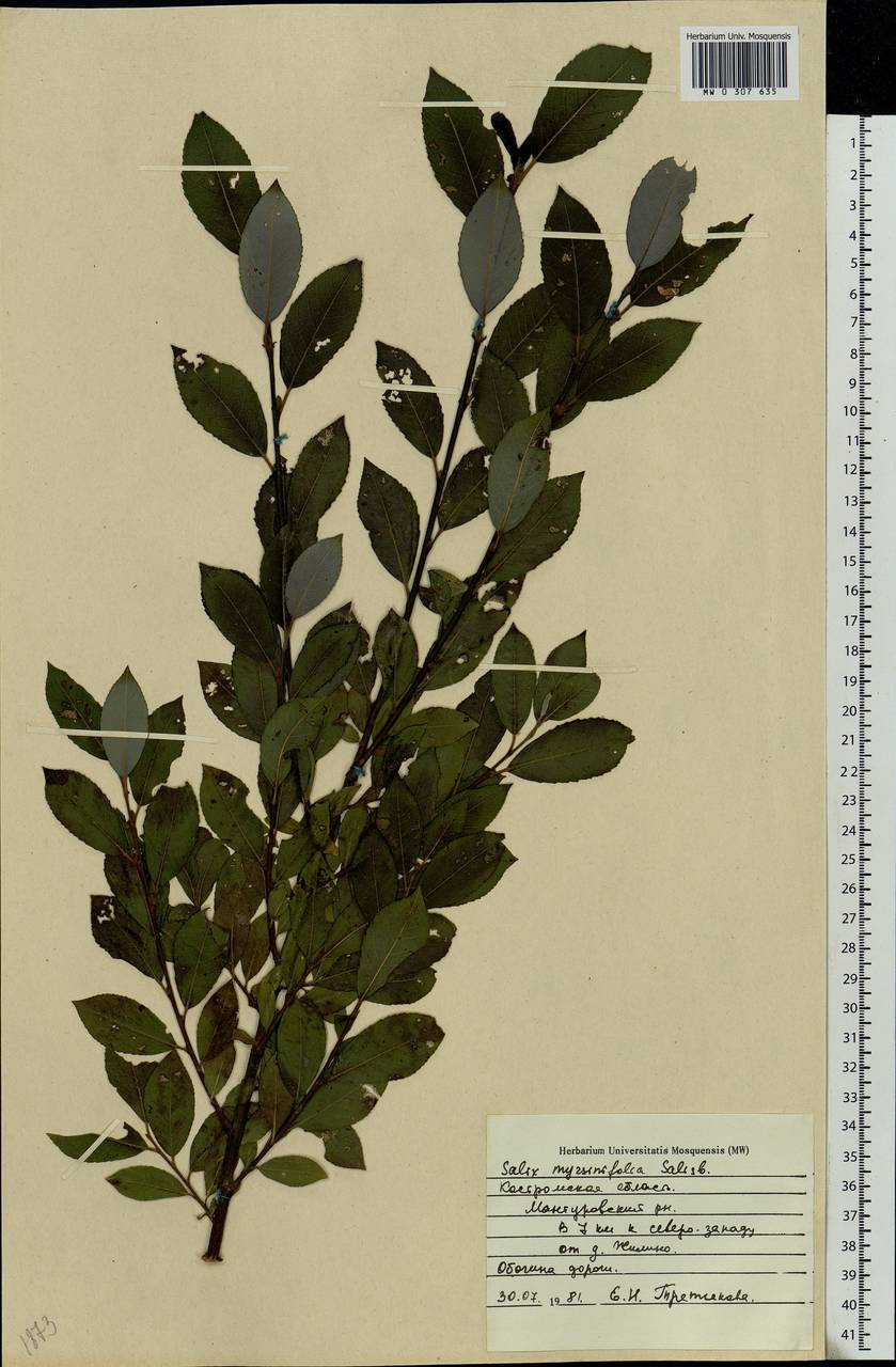 Salix myrsinifolia, Eastern Europe, Central forest region (E5) (Russia)