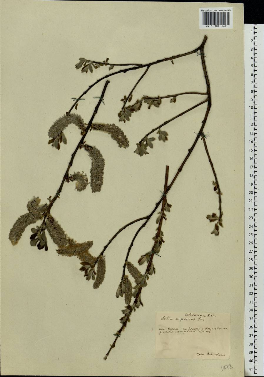 Salix myrsinifolia, Eastern Europe, Central forest-and-steppe region (E6) (Russia)