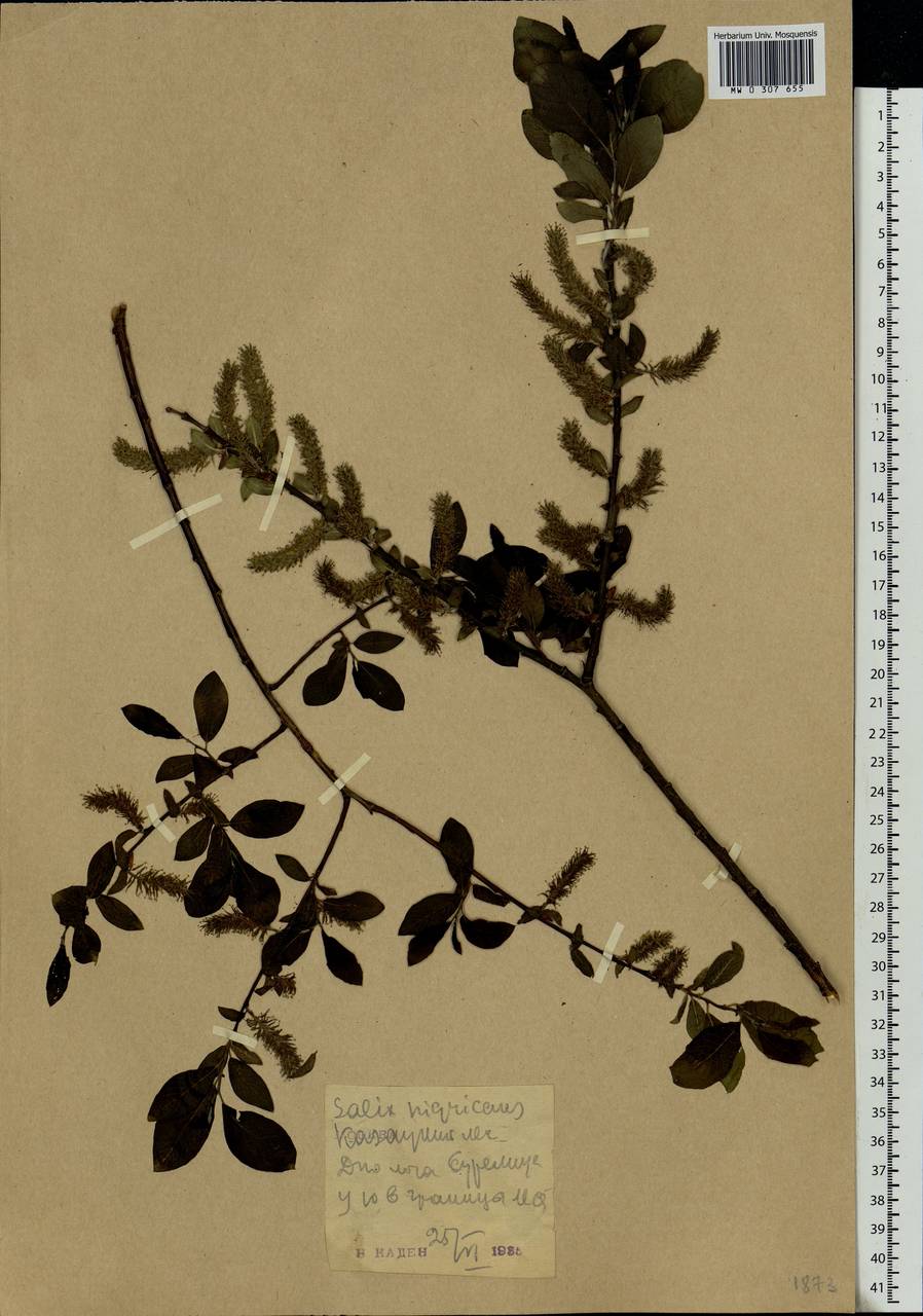 Salix myrsinifolia Salisb., Eastern Europe, Central forest-and-steppe region (E6) (Russia)