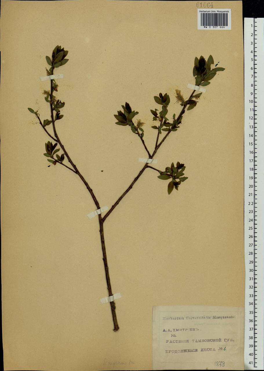 Salix myrsinifolia, Eastern Europe, Central forest-and-steppe region (E6) (Russia)