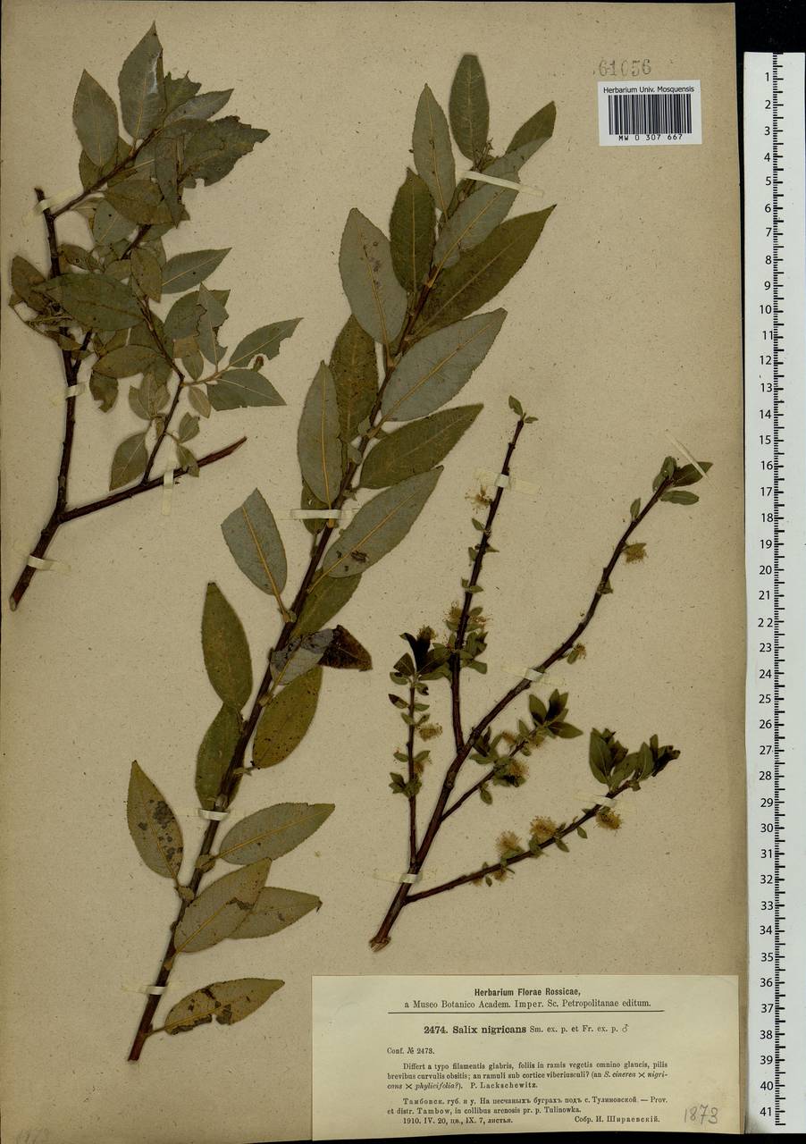 Salix myrsinifolia, Eastern Europe, Central forest-and-steppe region (E6) (Russia)