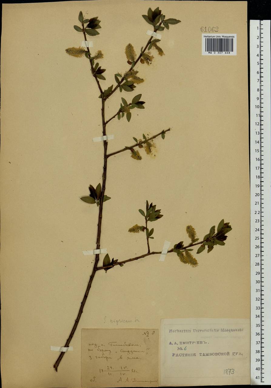 Salix myrsinifolia Salisb., Eastern Europe, Central forest-and-steppe region (E6) (Russia)