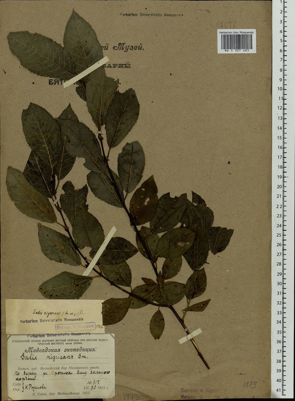 Salix myrsinifolia, Eastern Europe, Volga-Kama region (E7) (Russia)