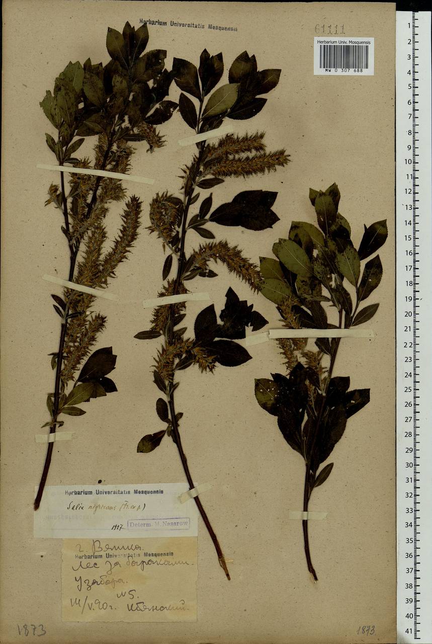Salix myrsinifolia Salisb., Eastern Europe, Volga-Kama region (E7) (Russia)
