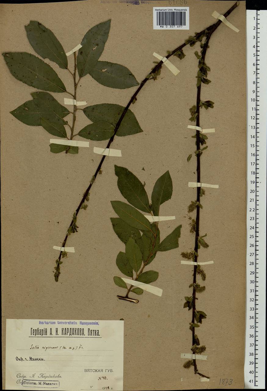 Salix myrsinifolia Salisb., Eastern Europe, Volga-Kama region (E7) (Russia)