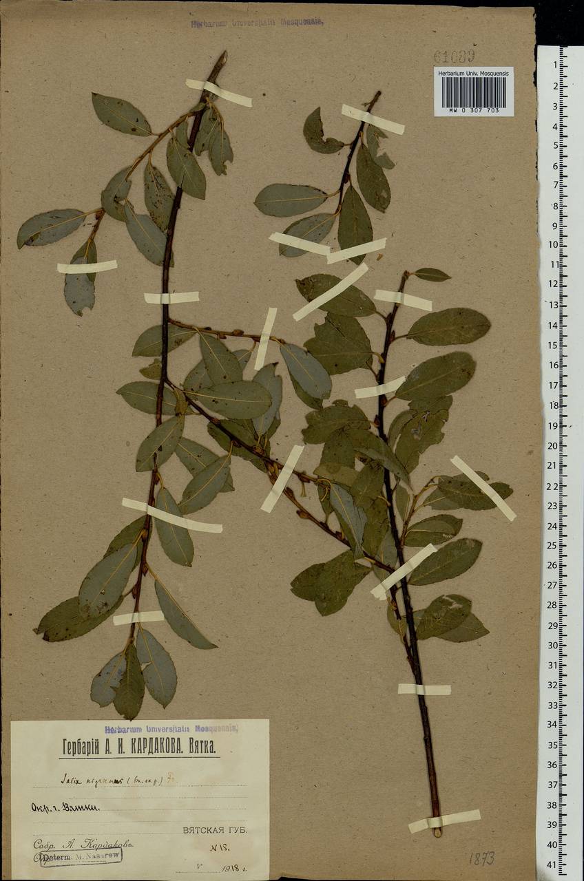 Salix myrsinifolia Salisb., Eastern Europe, Volga-Kama region (E7) (Russia)