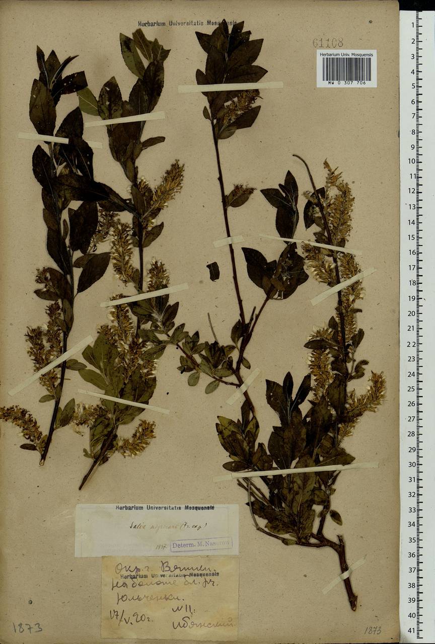 Salix myrsinifolia, Eastern Europe, Volga-Kama region (E7) (Russia)