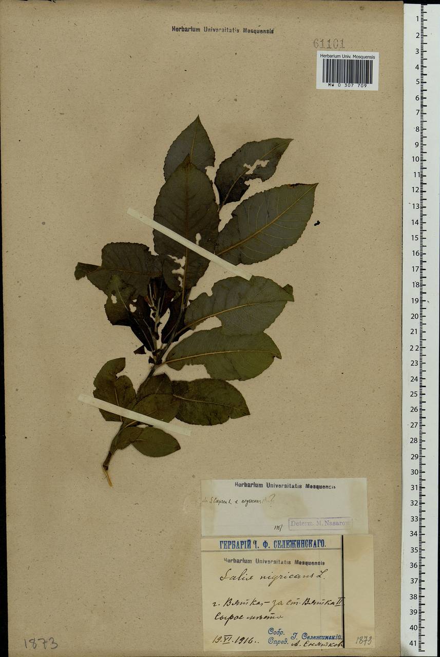 Salix myrsinifolia, Eastern Europe, Volga-Kama region (E7) (Russia)