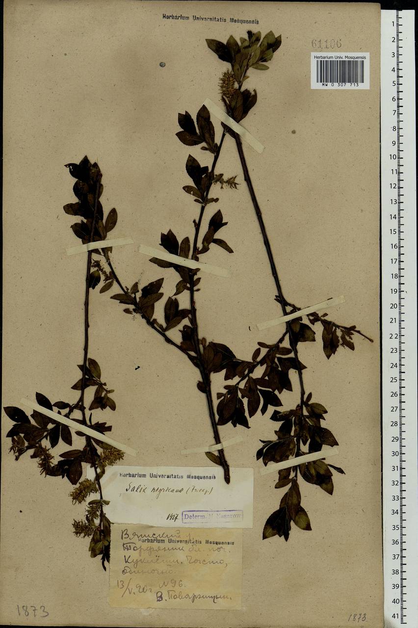 Salix myrsinifolia Salisb., Eastern Europe, Volga-Kama region (E7) (Russia)