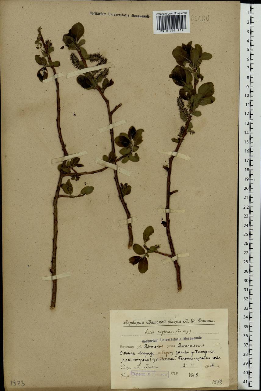 Salix myrsinifolia, Eastern Europe, Volga-Kama region (E7) (Russia)