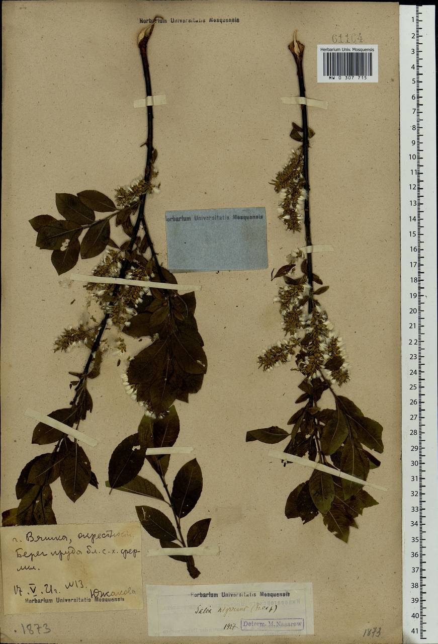 Salix myrsinifolia Salisb., Eastern Europe, Volga-Kama region (E7) (Russia)