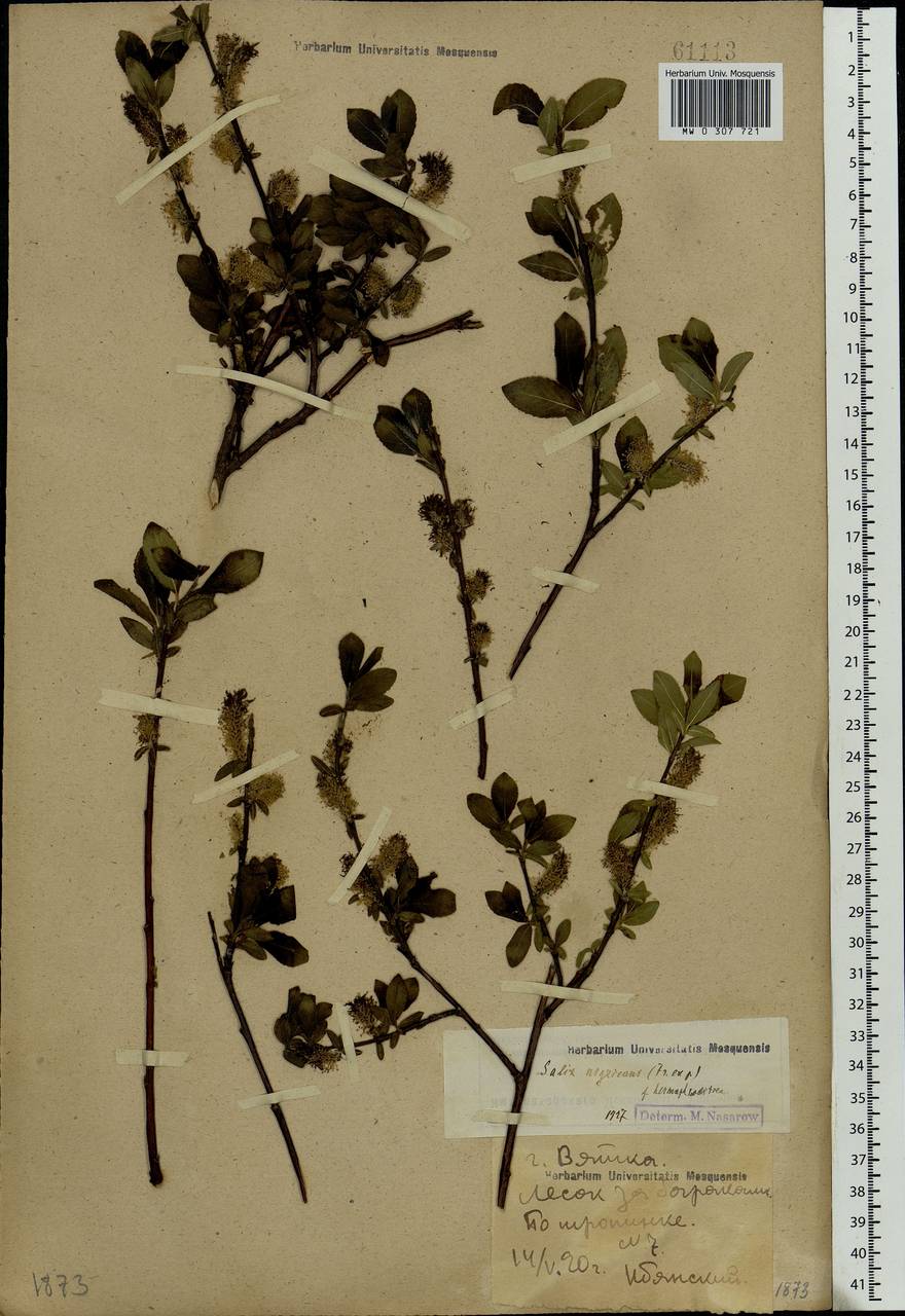 Salix myrsinifolia Salisb., Eastern Europe, Volga-Kama region (E7) (Russia)