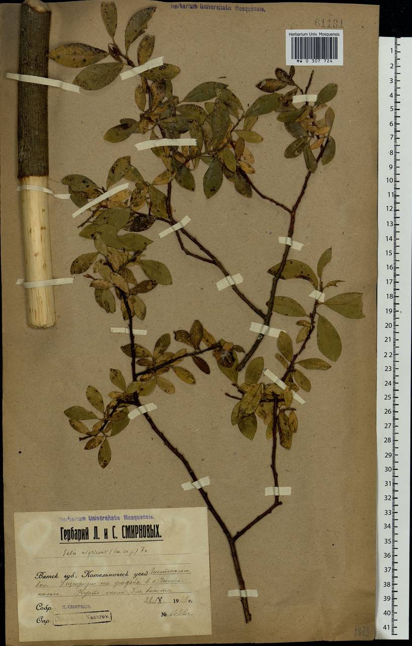 Salix myrsinifolia, Eastern Europe, Volga-Kama region (E7) (Russia)
