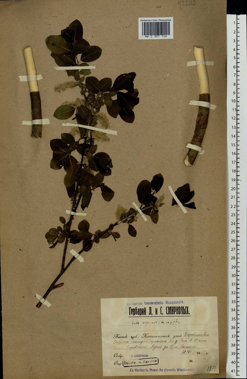 Salix myrsinifolia, Eastern Europe, Volga-Kama region (E7) (Russia)