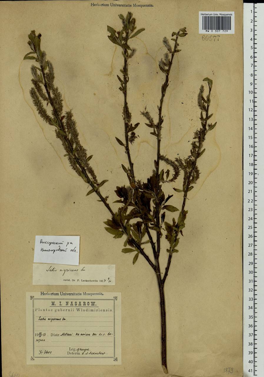 Salix myrsinifolia Salisb., Eastern Europe, Central region (E4) (Russia)