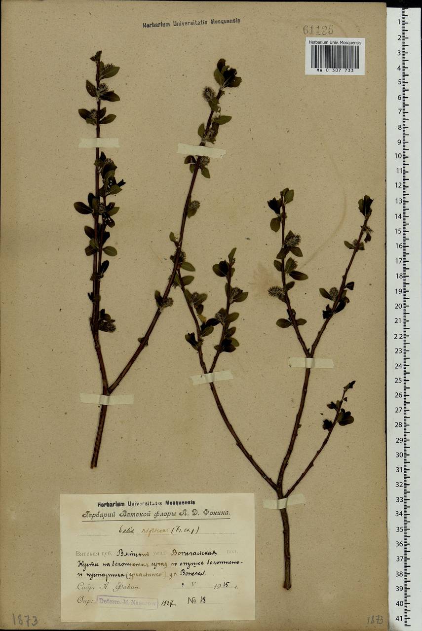 Salix myrsinifolia, Eastern Europe, Volga-Kama region (E7) (Russia)