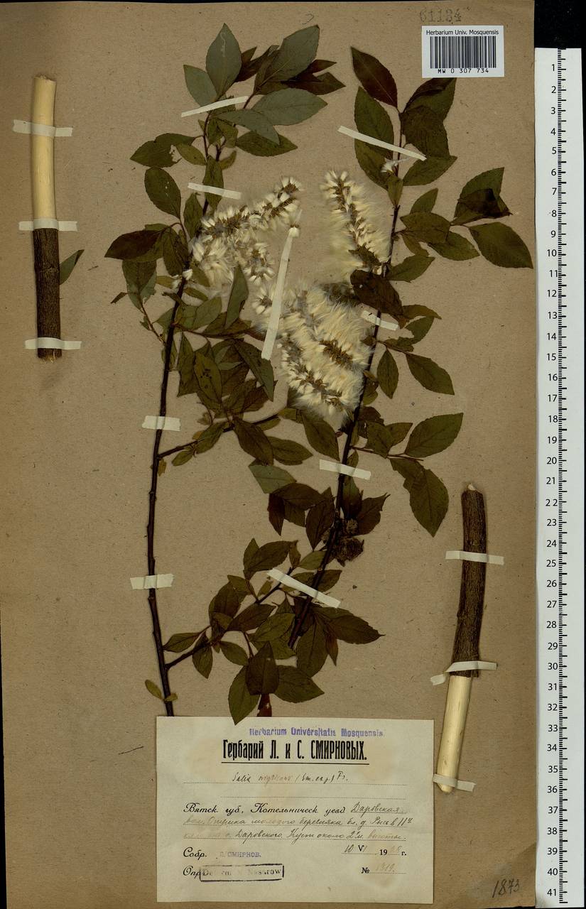 Salix myrsinifolia Salisb., Eastern Europe, Volga-Kama region (E7) (Russia)