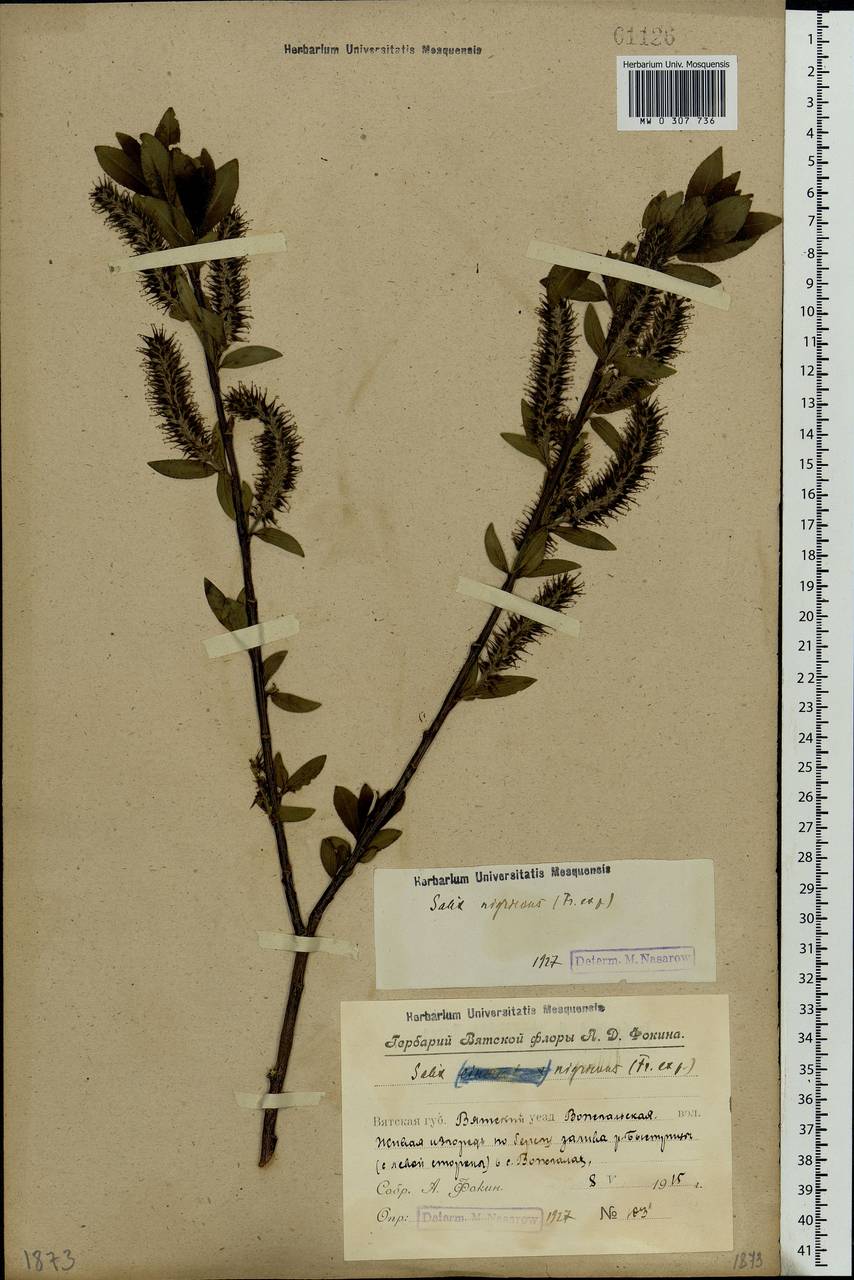 Salix myrsinifolia, Eastern Europe, Volga-Kama region (E7) (Russia)