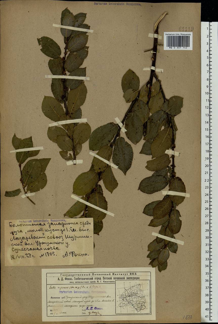 Salix myrsinifolia Salisb., Eastern Europe, Volga-Kama region (E7) (Russia)