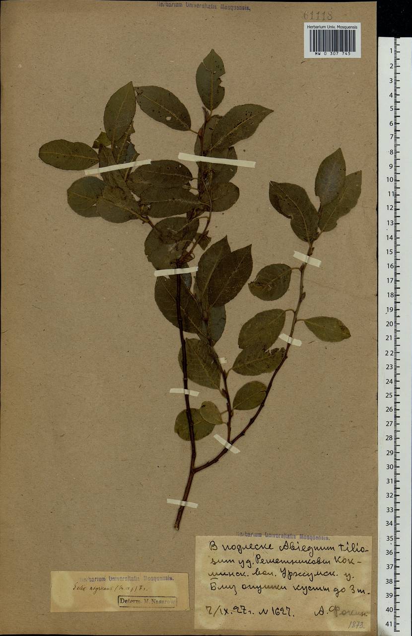 Salix myrsinifolia, Eastern Europe, Volga-Kama region (E7) (Russia)