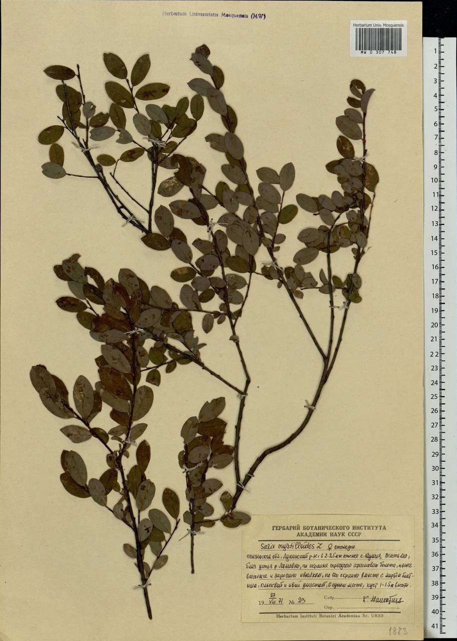 Salix myrsinifolia, Eastern Europe, Middle Volga region (E8) (Russia)