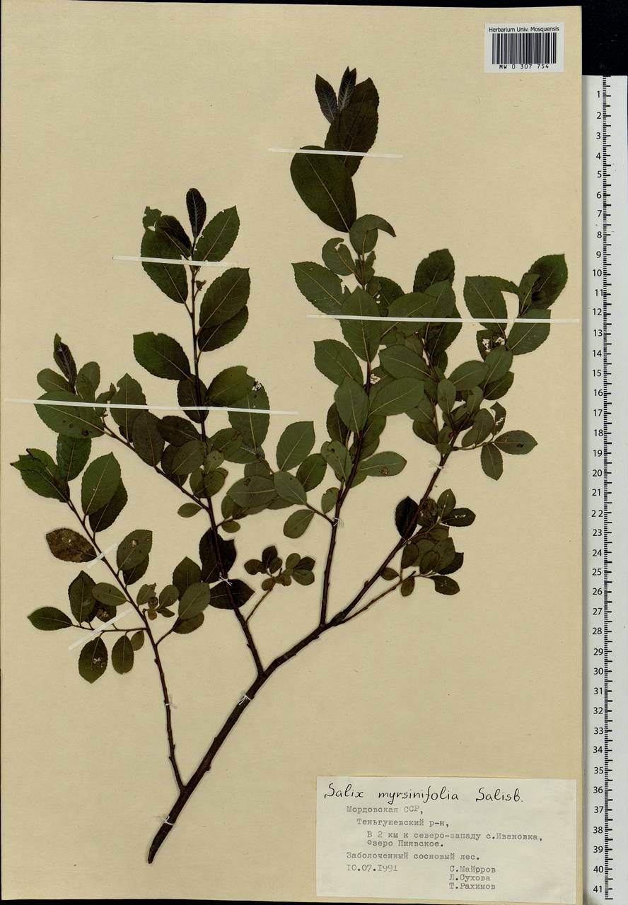 Salix myrsinifolia Salisb., Eastern Europe, Middle Volga region (E8) (Russia)