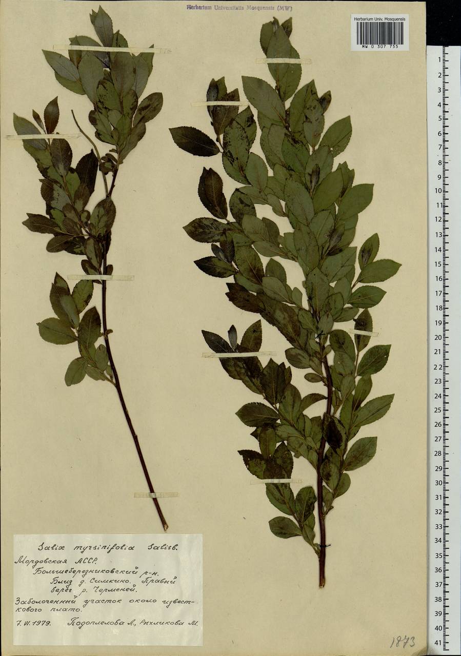 Salix myrsinifolia, Eastern Europe, Middle Volga region (E8) (Russia)