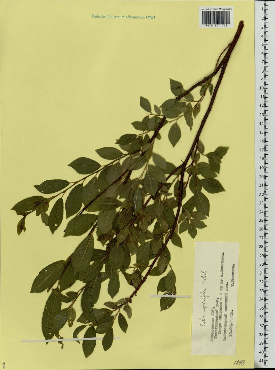 Salix myrsinifolia Salisb., Eastern Europe, Middle Volga region (E8) (Russia)