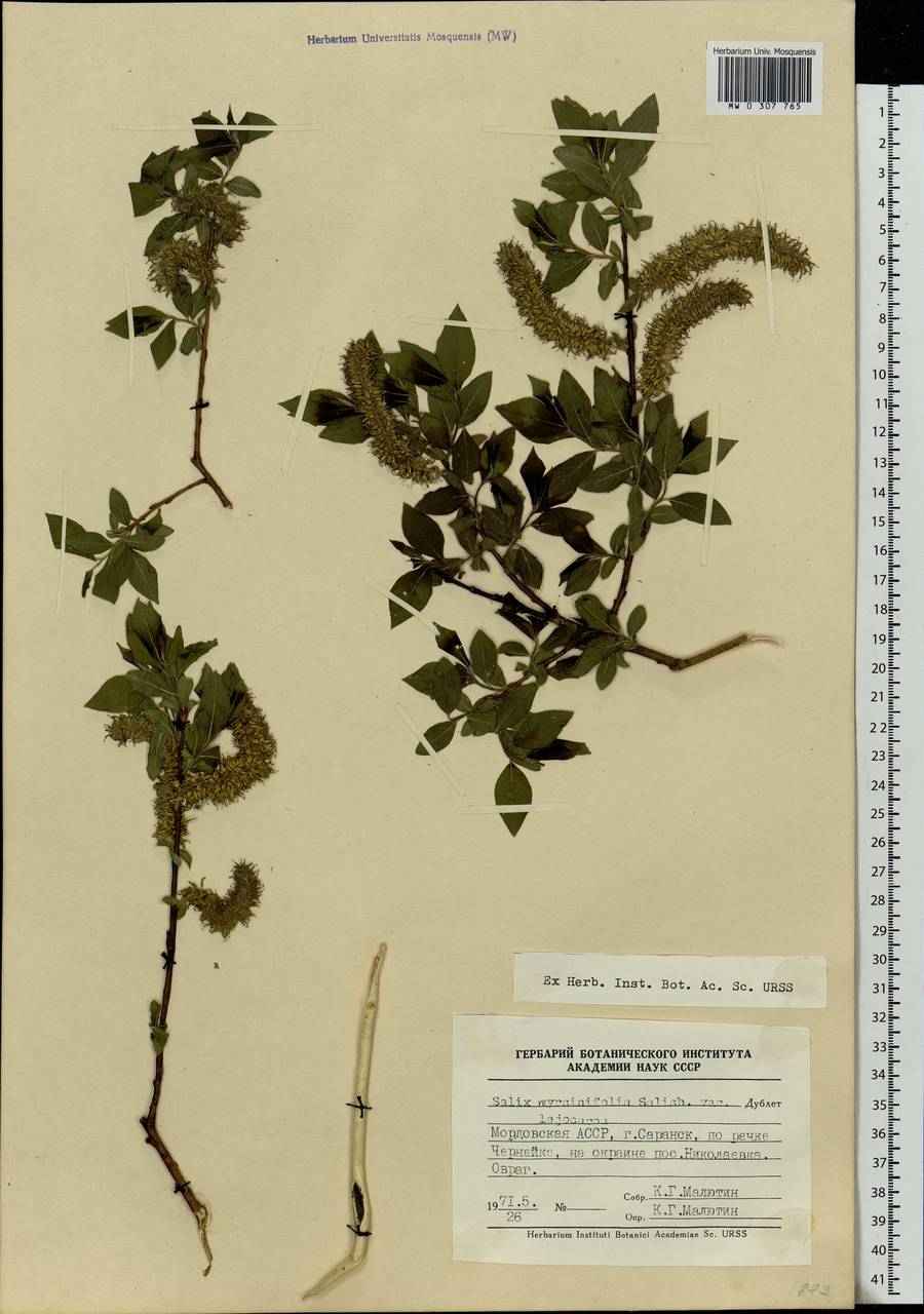 Salix myrsinifolia, Eastern Europe, Middle Volga region (E8) (Russia)