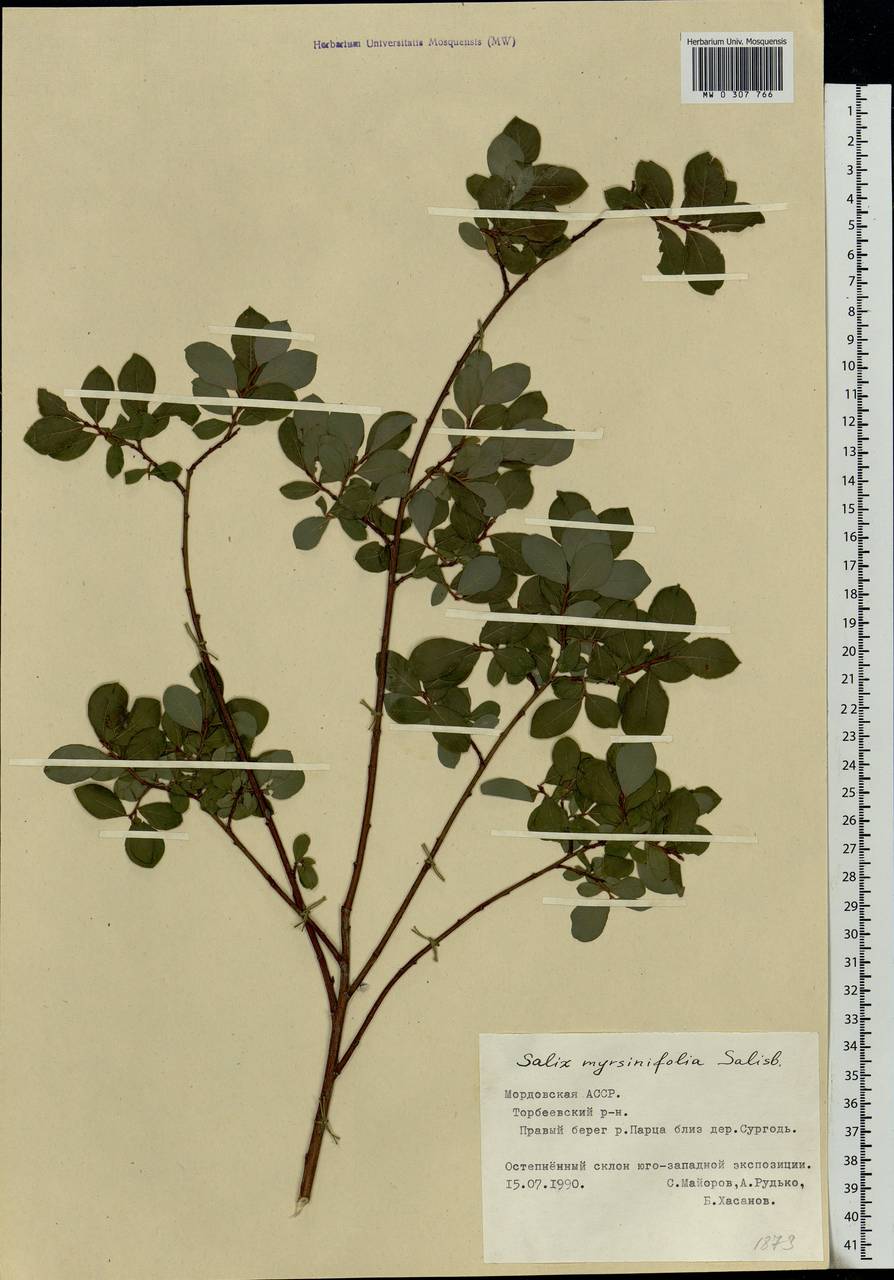Salix myrsinifolia Salisb., Eastern Europe, Middle Volga region (E8) (Russia)
