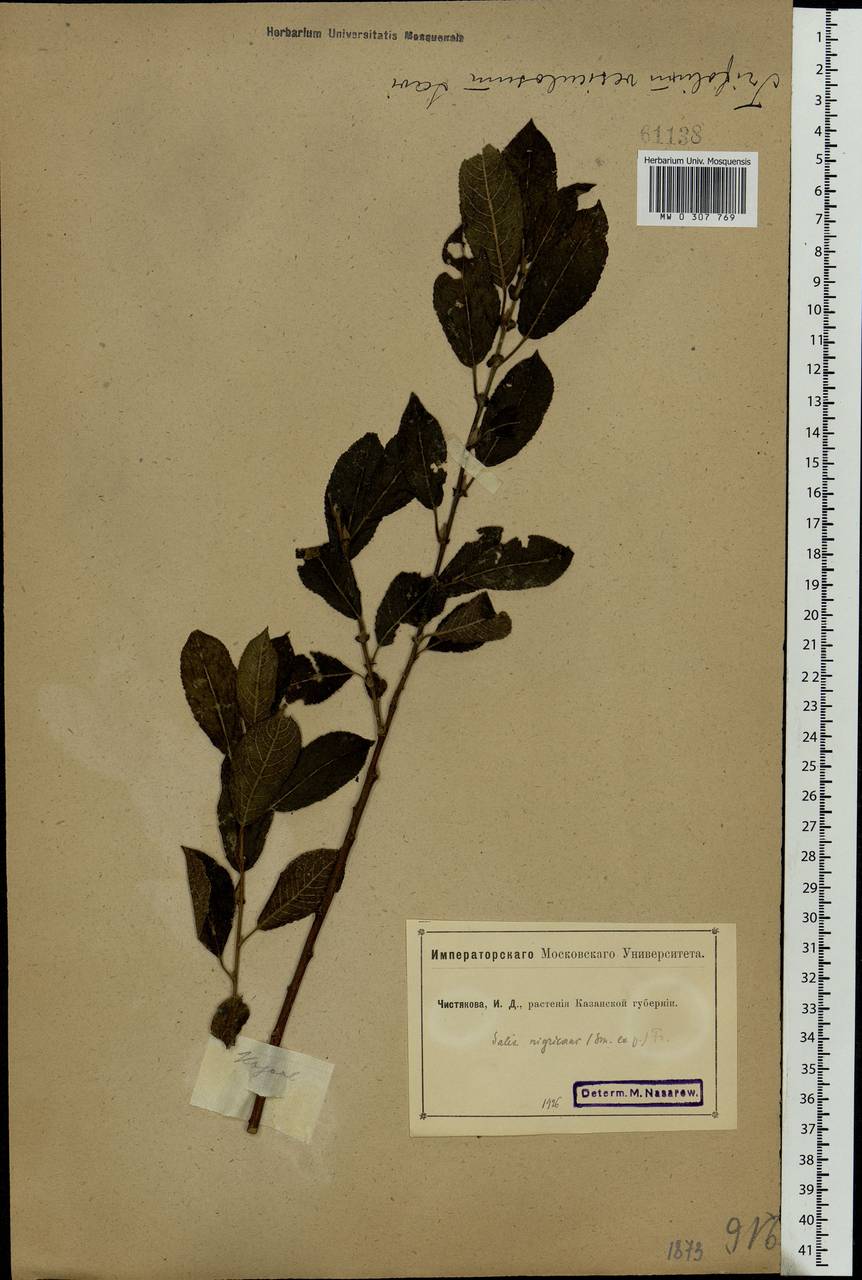 Salix myrsinifolia Salisb., Eastern Europe, Middle Volga region (E8) (Russia)