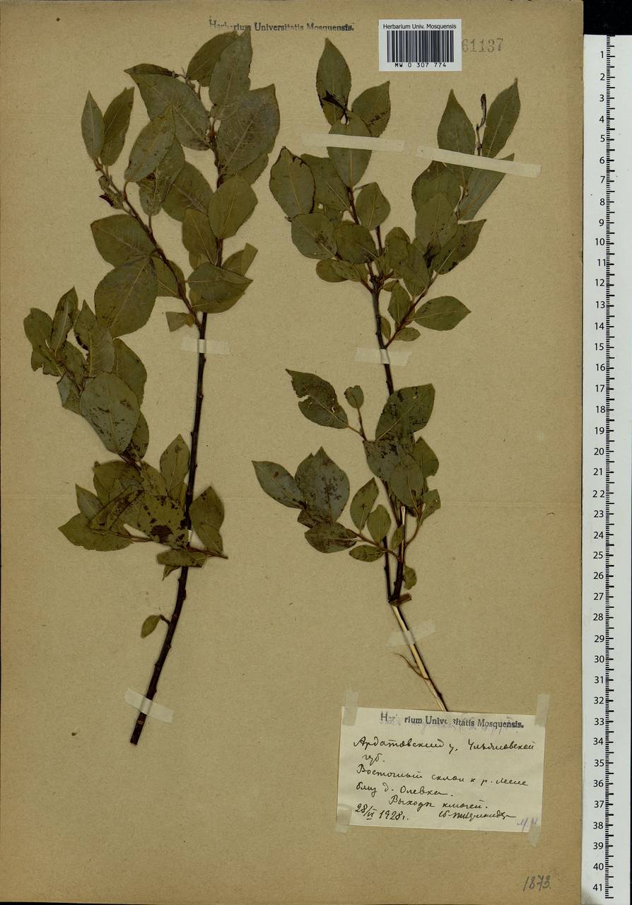Salix myrsinifolia Salisb., Eastern Europe, Middle Volga region (E8) (Russia)