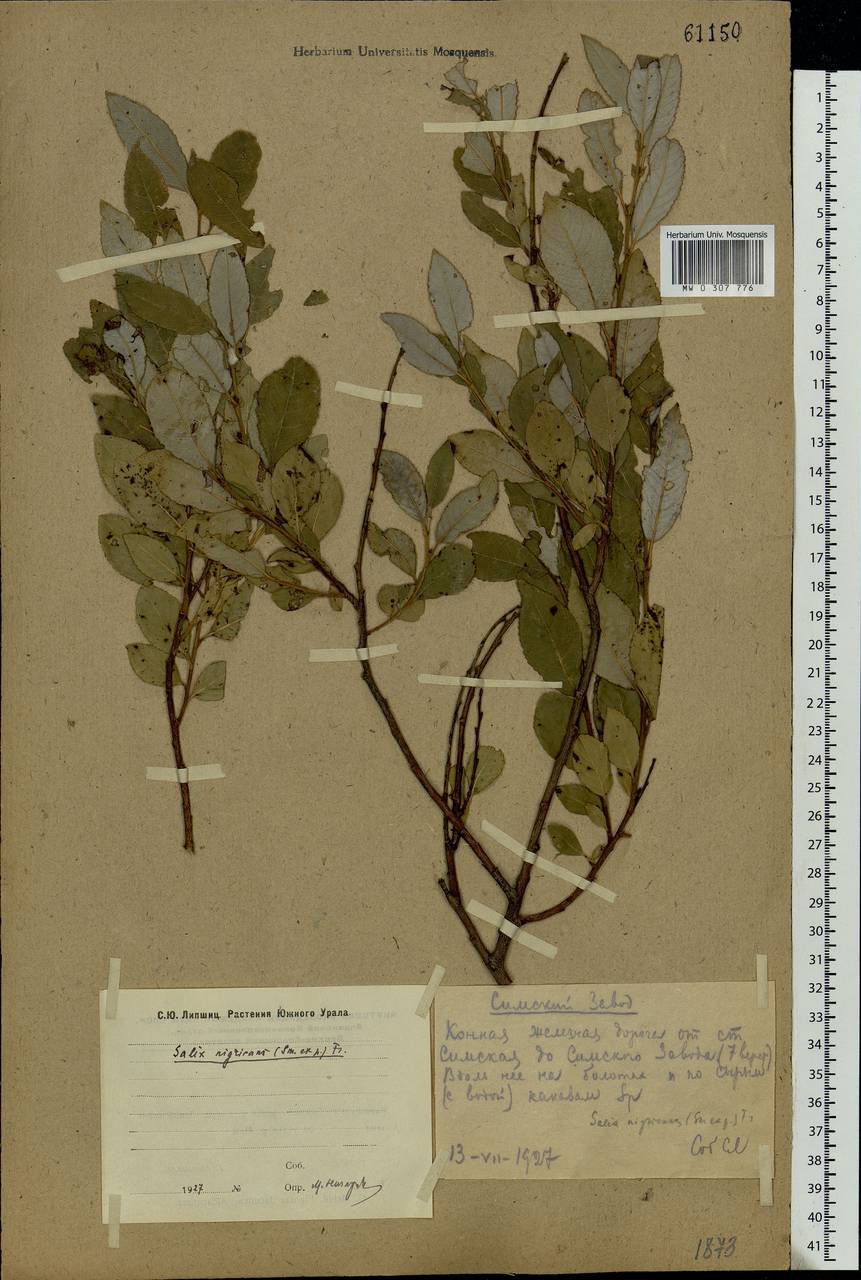 Salix myrsinifolia, Eastern Europe, Eastern region (E10) (Russia)