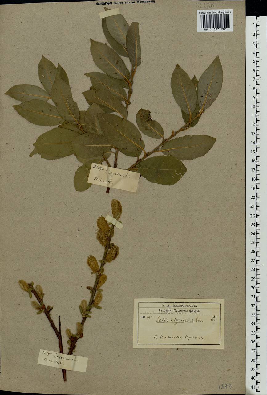 Salix myrsinifolia Salisb., Eastern Europe, Eastern region (E10) (Russia)