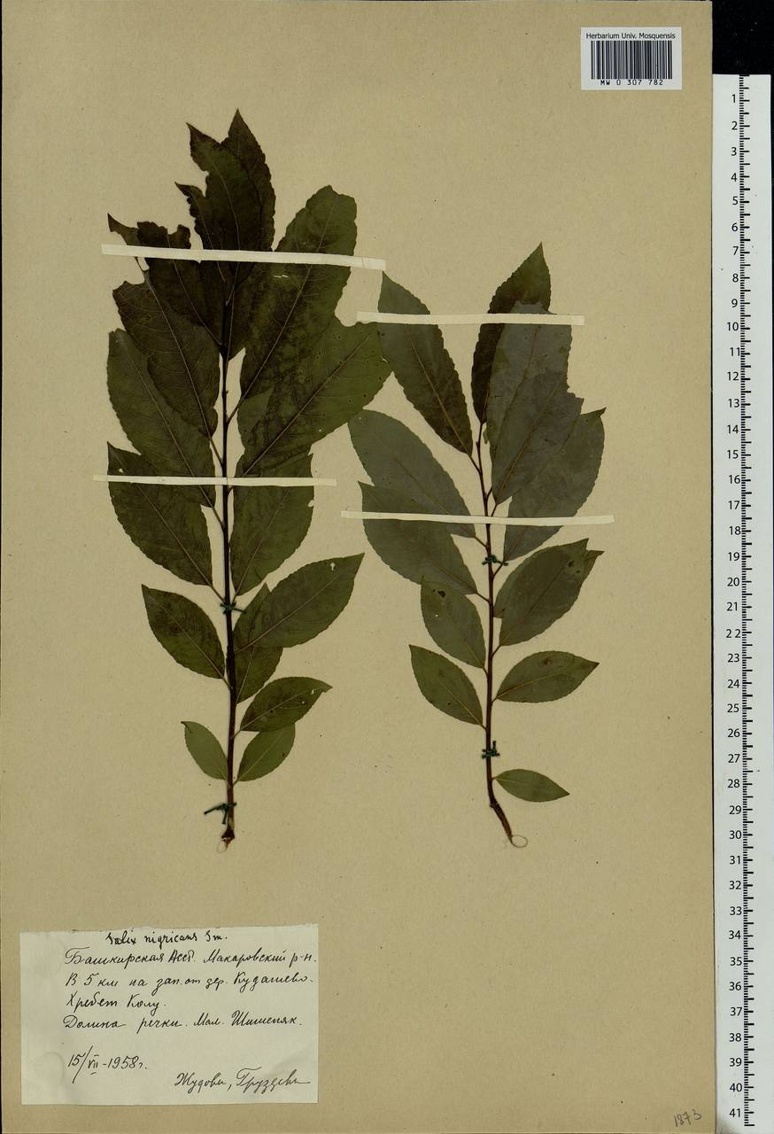 Salix myrsinifolia, Eastern Europe, Eastern region (E10) (Russia)