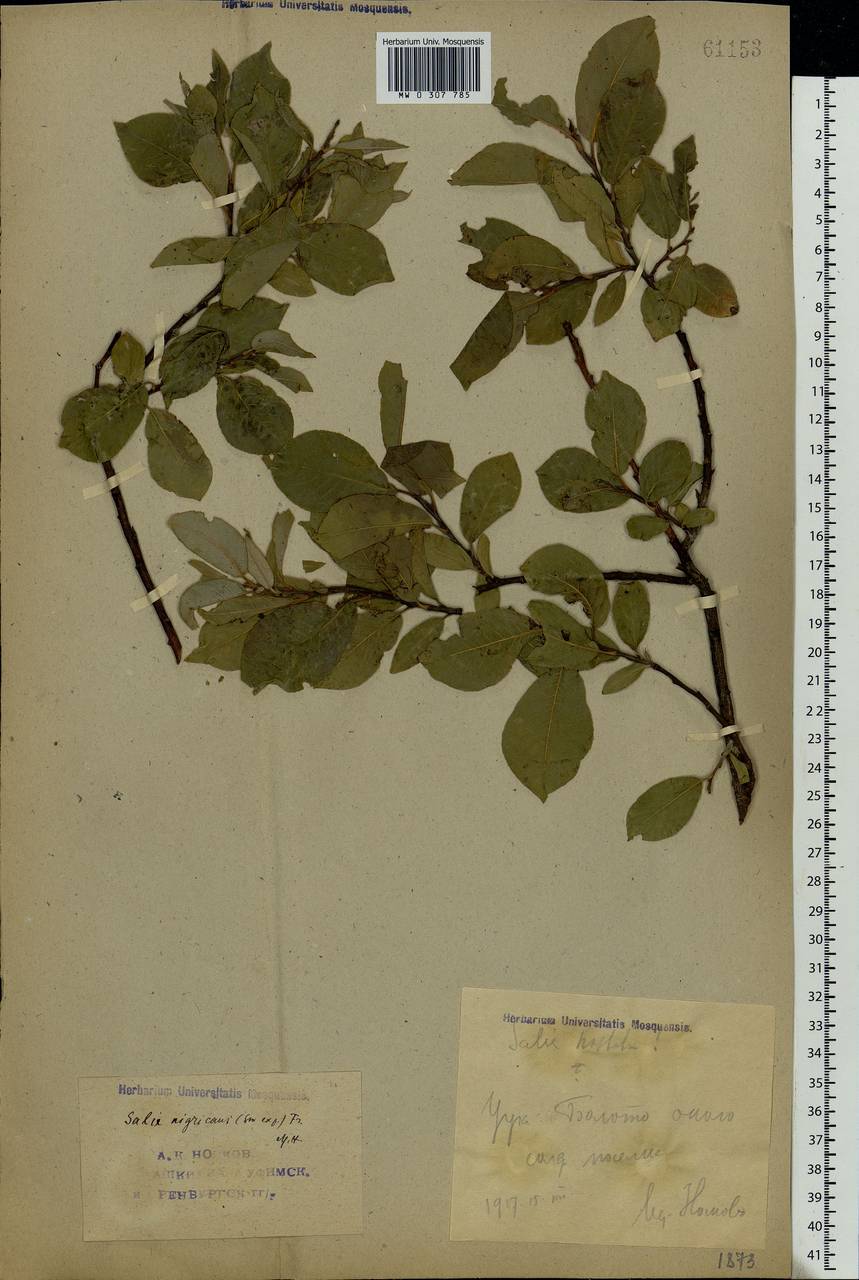 Salix myrsinifolia Salisb., Eastern Europe, Eastern region (E10) (Russia)