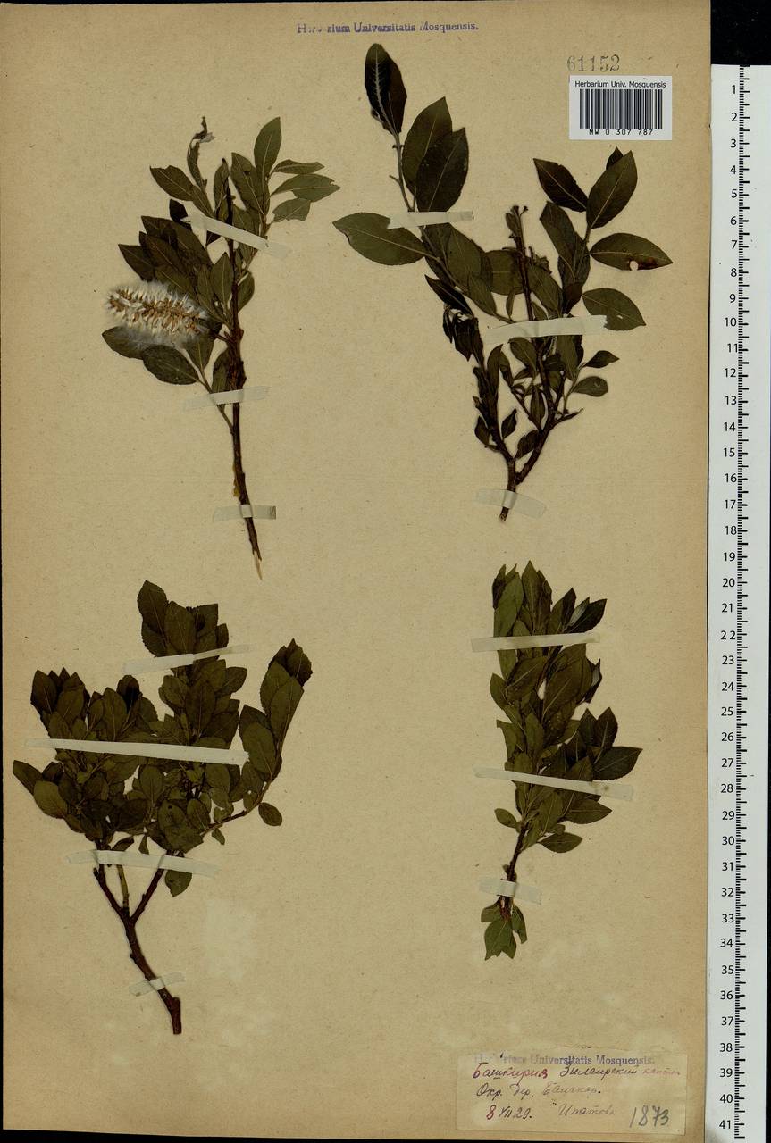 Salix myrsinifolia Salisb., Eastern Europe, Eastern region (E10) (Russia)