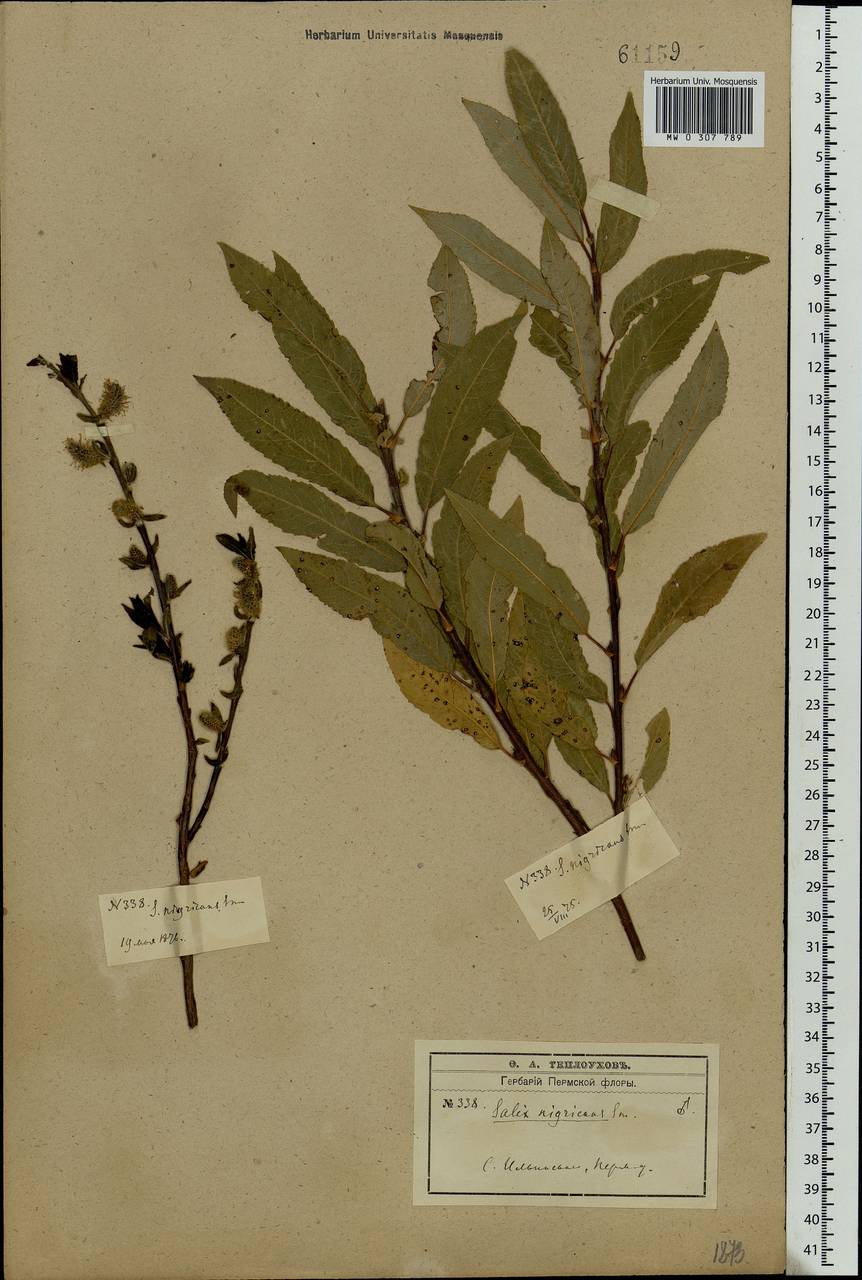 Salix myrsinifolia, Eastern Europe, Eastern region (E10) (Russia)