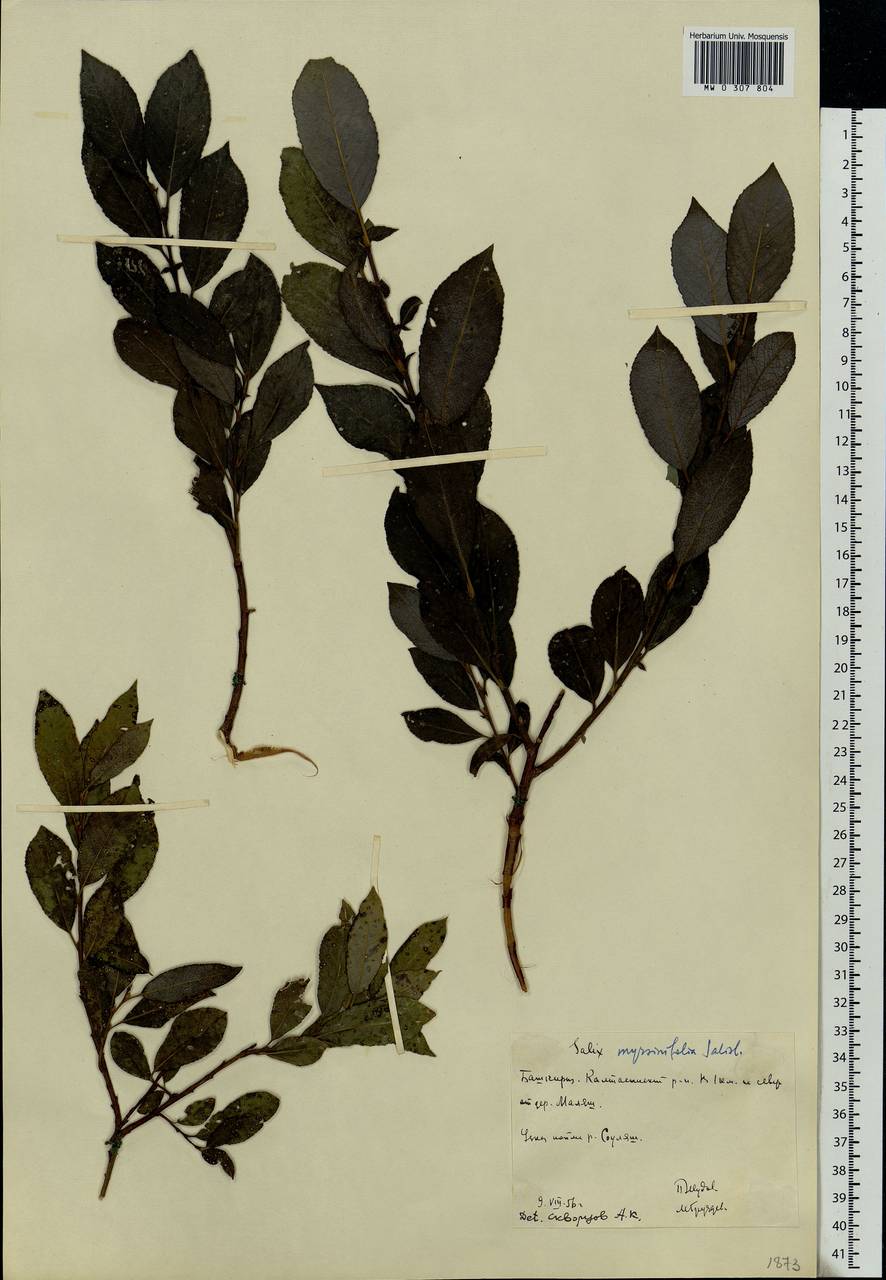 Salix myrsinifolia, Eastern Europe, Eastern region (E10) (Russia)